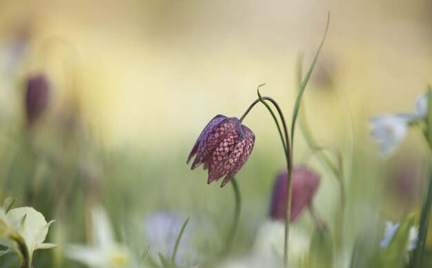 Disparo de enfoque selectivo de una creciente flor de Fritillaria