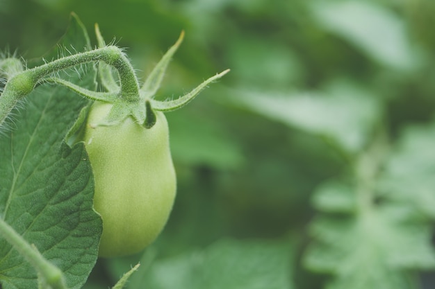 Foto gratuita disparo de enfoque selectivo de cultivo de pimiento verde