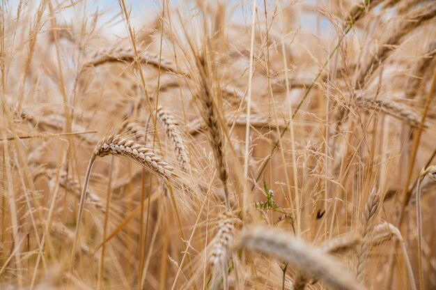 Disparo de enfoque selectivo de cultivos de trigo en el campo con un fondo borroso