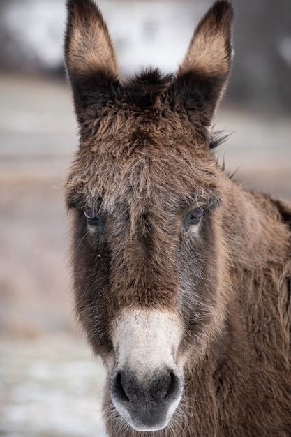 Disparo de enfoque selectivo de una divertida cara de burro lindo