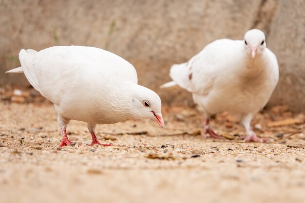 Disparo de enfoque selectivo de dos adorables palomas blancas de pie en el suelo en el parque