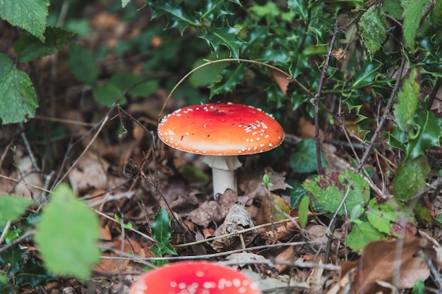 Disparo de enfoque selectivo de dos hongos Amanita Muscaria en Thornecombe Woods, Dorchester, Dorset, Reino Unido