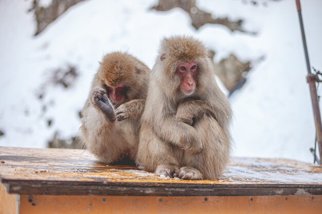 Disparo de enfoque selectivo de dos macacos sentados en una tabla de madera