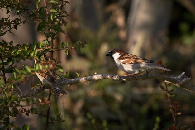 Disparo de enfoque selectivo de dos pájaros en la rama de un árbol en el bosque