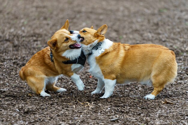 Disparo de enfoque selectivo de dos Welsh Corgis jugando entre sí