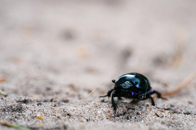 Disparo de enfoque selectivo de un escarabajo caminando sobre una pradera de arena en un bosque holandés