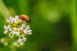 Foto gratuita disparo de enfoque selectivo de un escarabajo mariquita en flor en un campo capturado en un día soleado