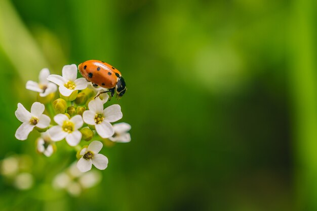 Disparo de enfoque selectivo de un escarabajo mariquita en flor en un campo capturado en un día soleado