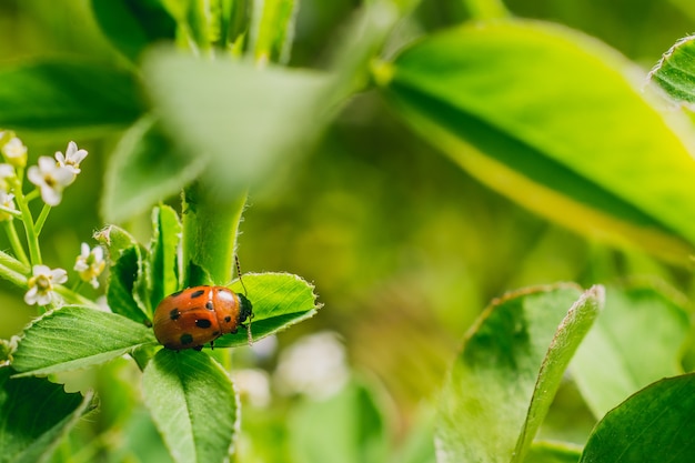 Disparo de enfoque selectivo de un escarabajo mariquita en una hoja en un campo capturado en un día soleado