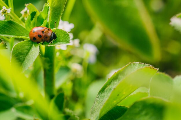 Disparo de enfoque selectivo de un escarabajo mariquita en la hoja en un campo capturado en un día soleado