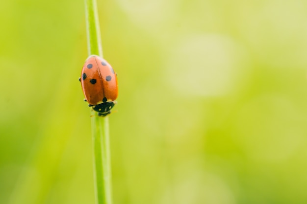 Disparo de enfoque selectivo de un escarabajo mariquita en una planta en un campo capturado en un día soleado