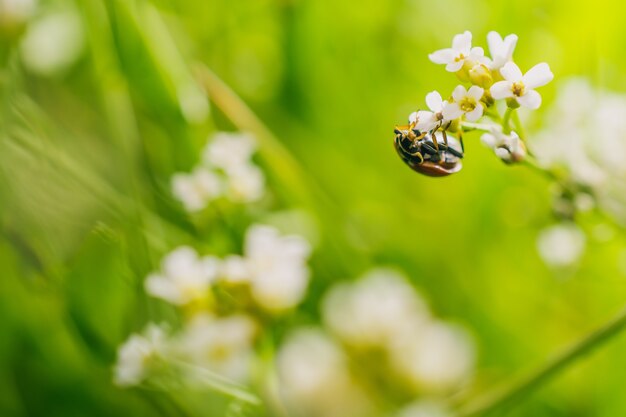 Disparo de enfoque selectivo de un escarabajo mariquita sobre una flor en un campo capturado en un día soleado