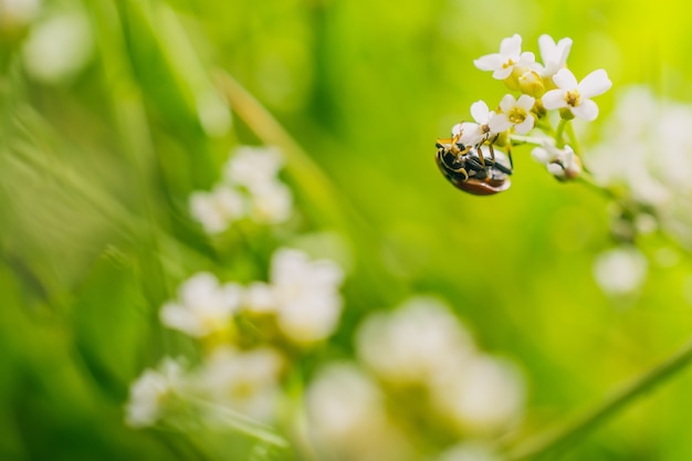 Disparo de enfoque selectivo de un escarabajo mariquita sobre una flor en un campo capturado en un día soleado