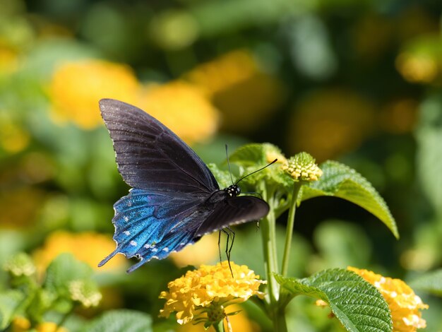 Disparo de enfoque selectivo de una especie de mariposa Spicebush sentada sobre una flor