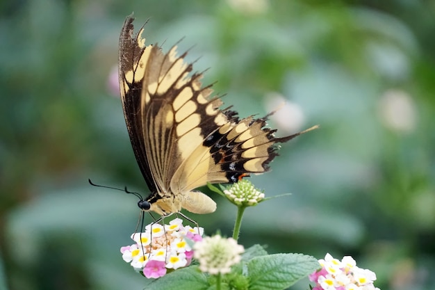 Disparo de enfoque selectivo de una especie de mariposa del viejo mundo encaramado sobre una flor de color rosa claro