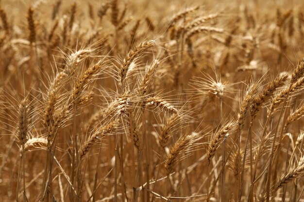 Disparo de enfoque selectivo de espigas doradas de trigo en un campo