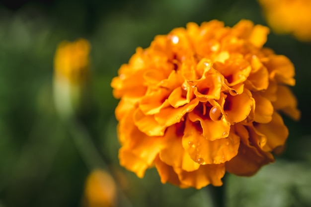 Disparo de enfoque selectivo de una exótica flor amarilla en el bosque