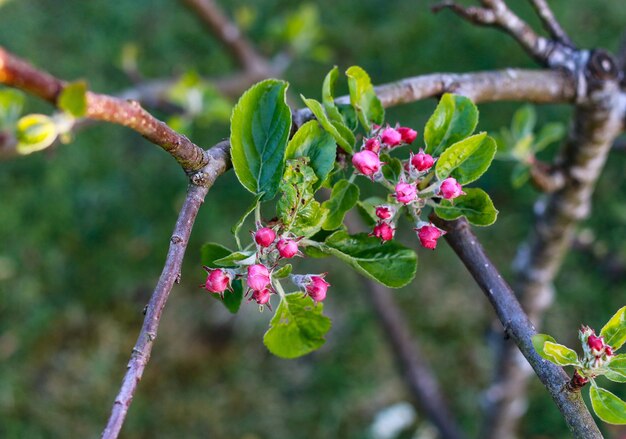 Disparo de enfoque selectivo de exóticas flores rosadas en un árbol en medio de un bosque