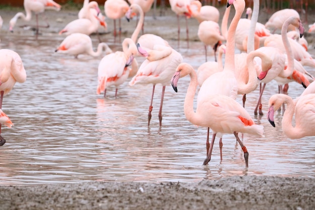 Foto gratuita disparo de enfoque selectivo de flamencos de pie en el agua