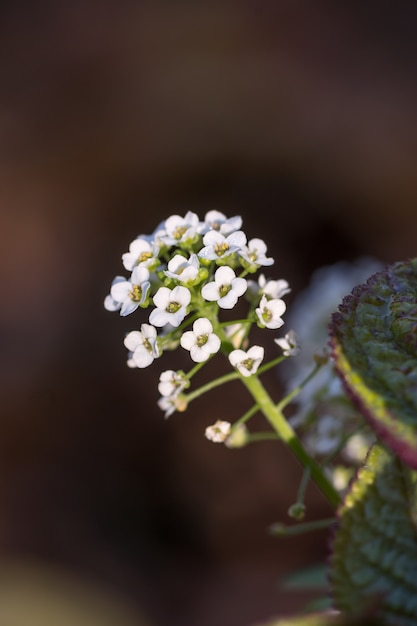 Foto gratuita disparo de enfoque selectivo de una flor blanca fresca en el bosque con un fondo borroso