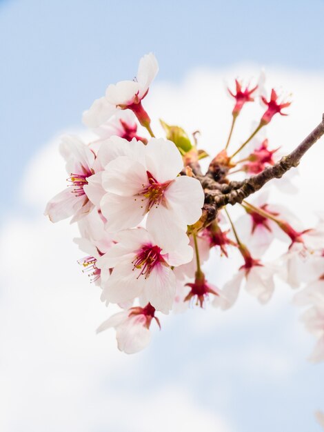 Disparo de enfoque selectivo de flor de cerezo en flor en el jardín