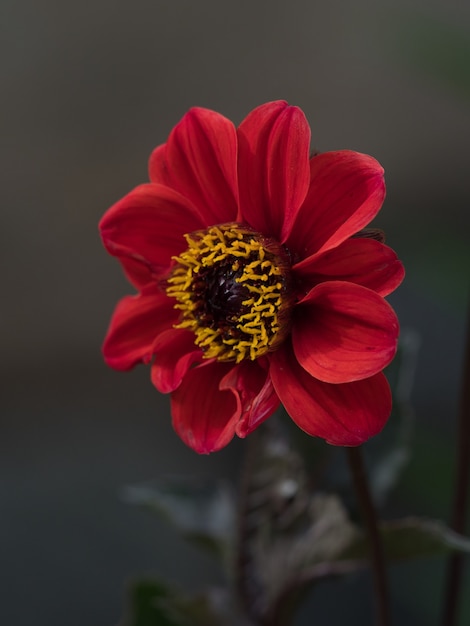 Disparo de enfoque selectivo de una flor de Dalia 'Obispo de Llandaff' que florece en el jardín