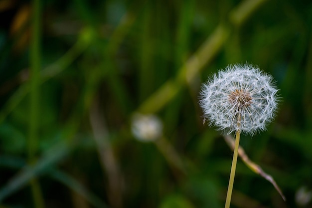 Disparo de enfoque selectivo de una flor de diente de león en el jardín