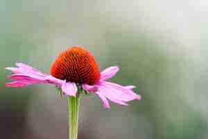 Foto gratuita disparo de enfoque selectivo de una flor de equinácea black-sampson en el jardín