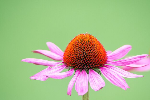 Disparo de enfoque selectivo de una flor de equinácea Black-Sampson en el jardín