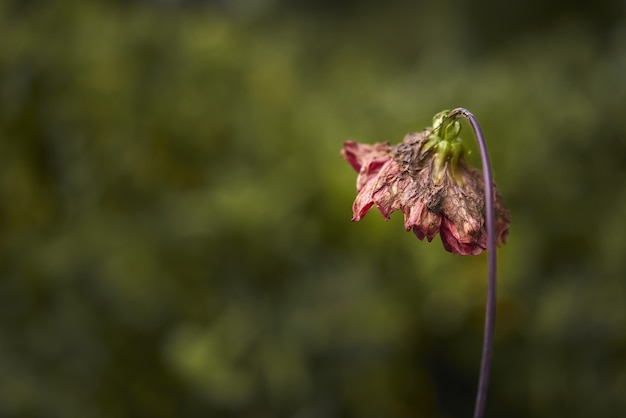 Disparo de enfoque selectivo de flor marchita