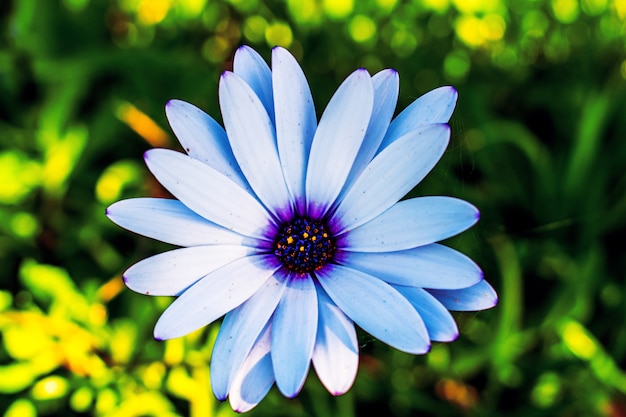 Foto gratuita disparo de enfoque selectivo de flor de margarita africana azul