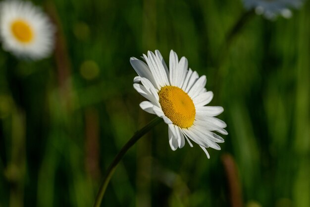 Disparo de enfoque selectivo de flor de margarita blanca