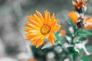 Foto gratuita disparo de enfoque selectivo de una flor de naranja en el jardín