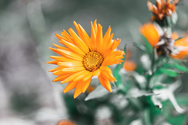 Disparo de enfoque selectivo de una flor de naranja en el jardín