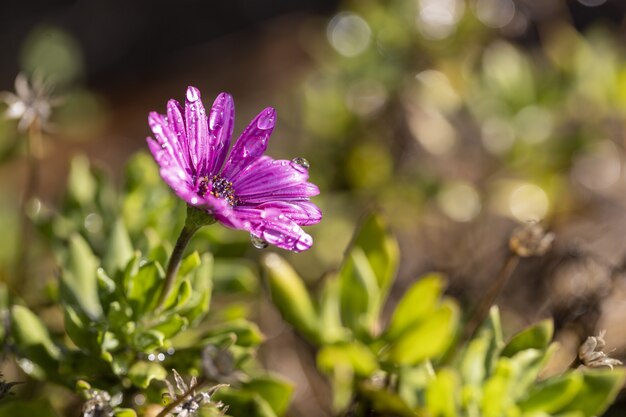 Disparo de enfoque selectivo de una flor de osteospermum púrpura con gotas de agua