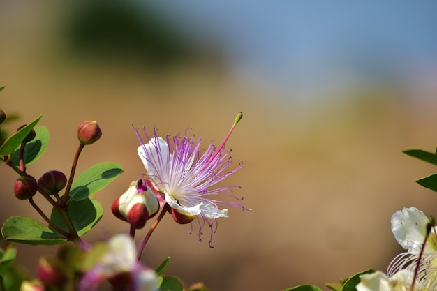 Foto gratuita disparo de enfoque selectivo de la flor de la planta de alcaparras