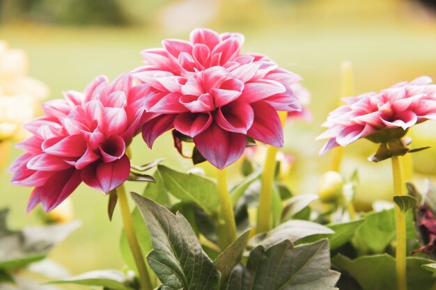 Disparo de enfoque selectivo de una flor rosa floreciente