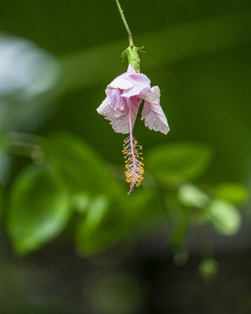 Disparo de enfoque selectivo de flor rosa gumamela