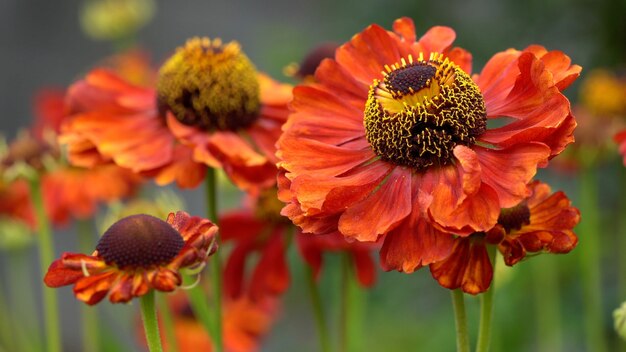 Disparo de enfoque selectivo de flor de sneezeweeds común