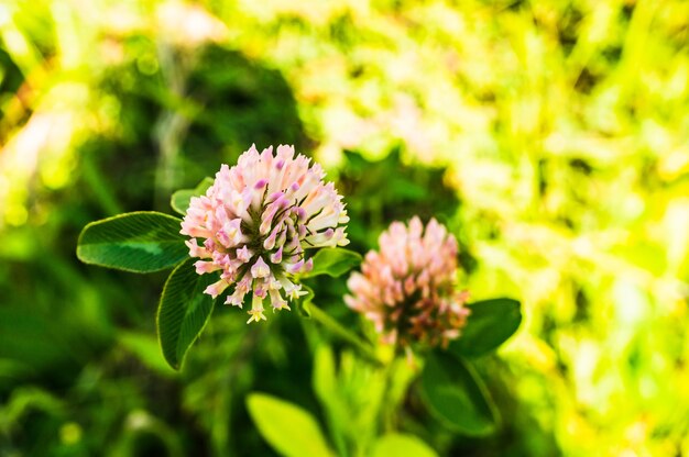 Disparo de enfoque selectivo de flor de trébol rojo