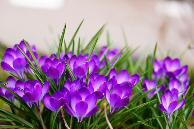 Disparo de enfoque selectivo de flores blancas y moradas