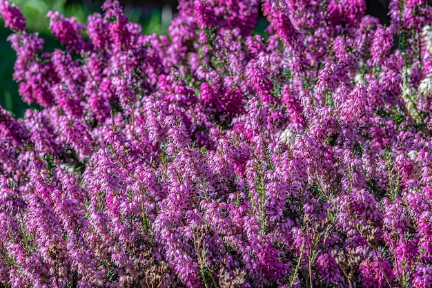 Disparo de enfoque selectivo de flores de brezo púrpura en el campo durante el día