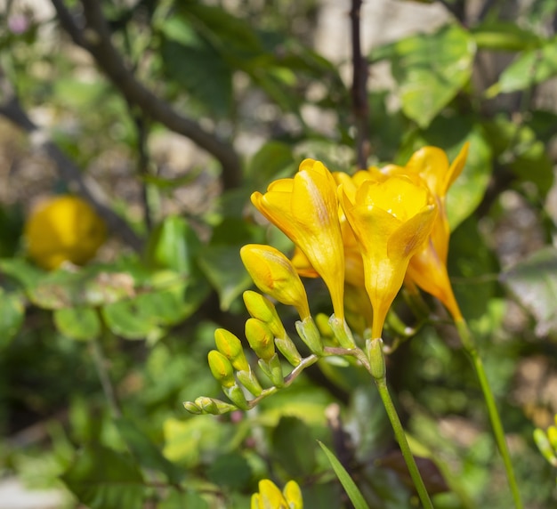 Disparo de enfoque selectivo de flores y capullos de fresia amarillos aislados sobre fondo borroso