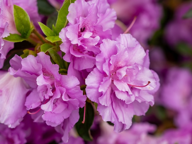 Disparo de enfoque selectivo de flores lilas en el jardín