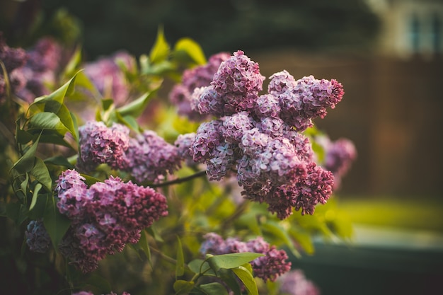 Foto gratuita disparo de enfoque selectivo de flores lilas que florecen en un campo