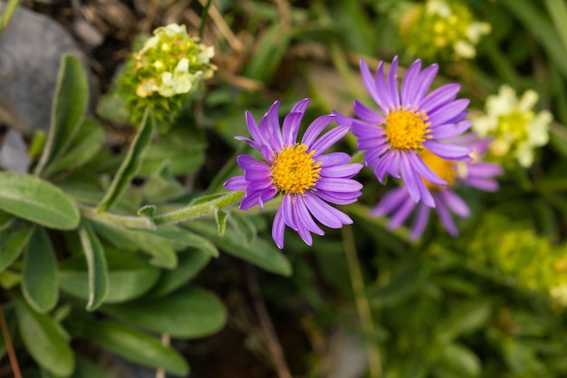 Disparo de enfoque selectivo de flores de margarita púrpura