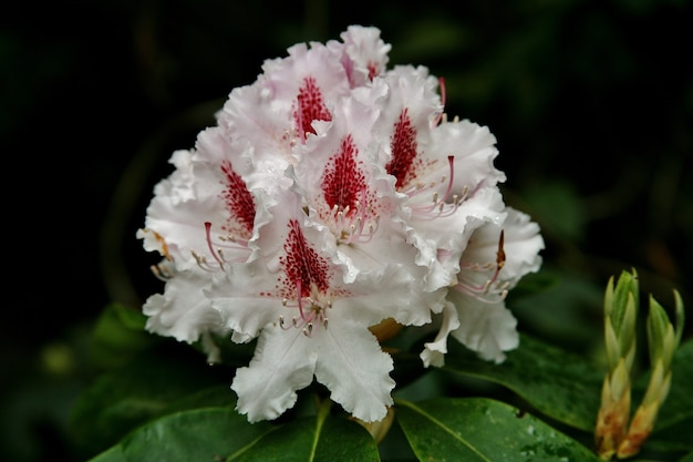 Foto gratuita disparo de enfoque selectivo de las flores de peonía blanca que florecen en la isla de mainau en alemania