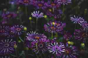 Foto gratuita disparo de enfoque selectivo de flores de pétalos de color púrpura con hojas verdes