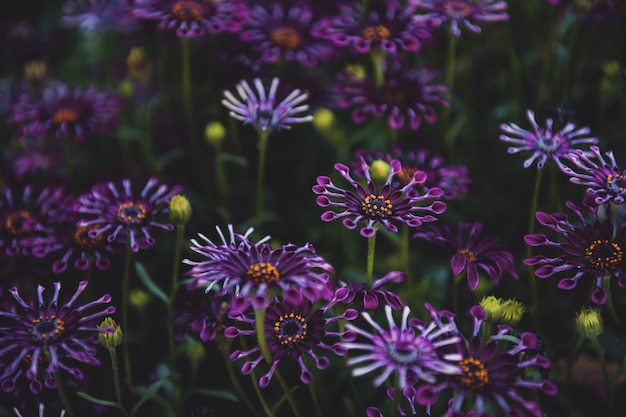 Disparo de enfoque selectivo de flores de pétalos de color púrpura con hojas verdes