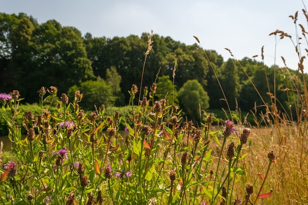 Disparo de enfoque selectivo de flores secas púrpuras en la naturaleza